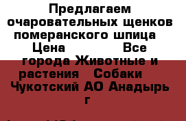 Предлагаем очаровательных щенков померанского шпица › Цена ­ 15 000 - Все города Животные и растения » Собаки   . Чукотский АО,Анадырь г.